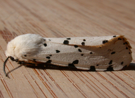 Saltmarsh Moth